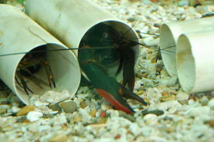 Lobster Air Tawar Lebih Cepat Besar di Tempat Gelap